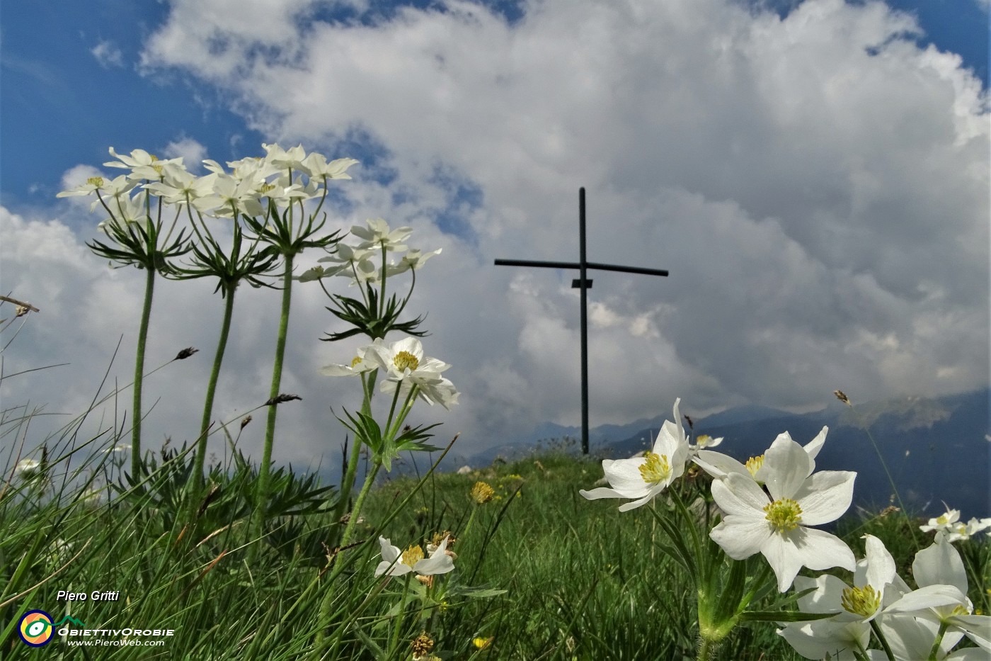 66 Fioriture di anemone narcissino alla croce di vetta della Corna Grande (2089 m).JPG